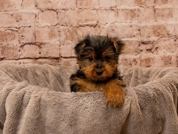 Yorkshire Terrier- Available 12/14-DOG-Female-Black and Tan-1692-PetCenter Old Bridge, New Jersey
