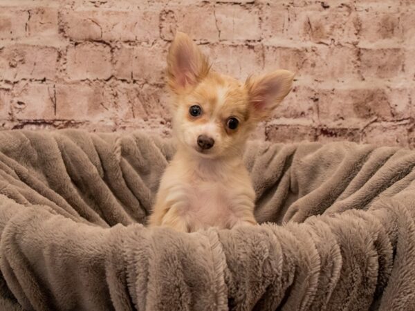 Chihuahua- Available 12/21-DOG-Female-Lavender-1704-PetCenter Old Bridge, New Jersey