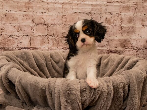 Cavalier King Charles Spaniel- Available 12/21-DOG-Male-Tri-Colored-1706-PetCenter Old Bridge, New Jersey