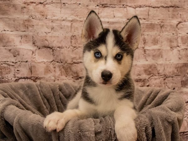 Siberian Husky- Available 12/21-DOG-Male-Black / White-1699-PetCenter Old Bridge, New Jersey