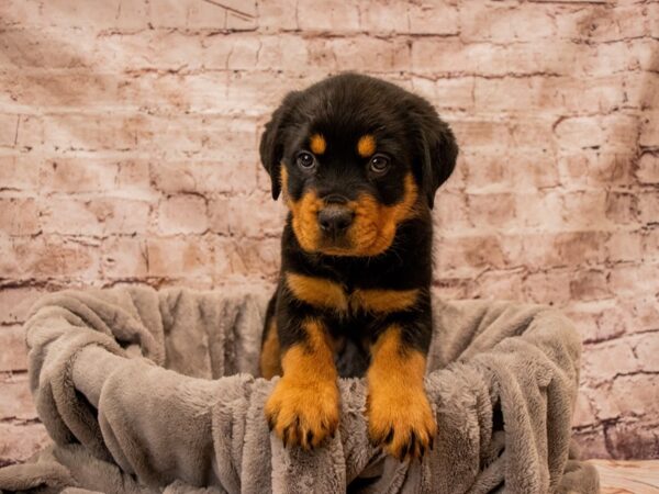 Rottweiler- Available 12/21-DOG-Male-Black / Tan-1701-PetCenter Old Bridge, New Jersey