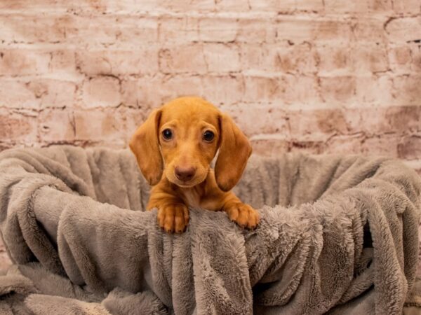 Dachshund- Available 12/21-DOG-Female-Chocolate-1702-PetCenter Old Bridge, New Jersey