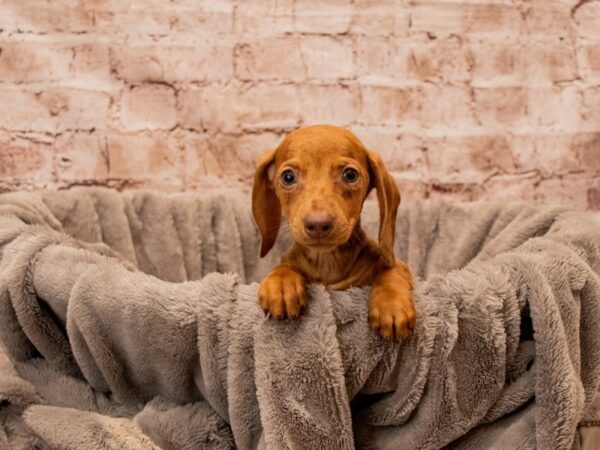 Dachshund- Available 12/21-DOG-Female-Red-1703-PetCenter Old Bridge, New Jersey