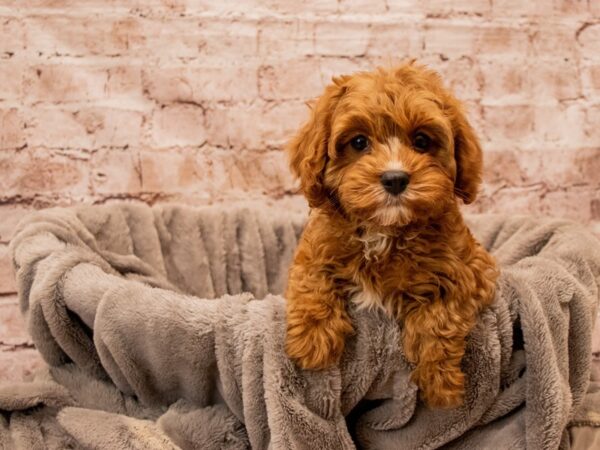 Cavapoo- Available 12/21-DOG-Female-Red / White-1707-PetCenter Old Bridge, New Jersey