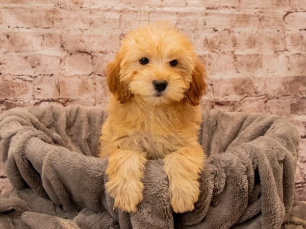 Mini Goldendoodle- Available 12/21-DOG-Female-Light Red-1705-PetCenter Old Bridge, New Jersey