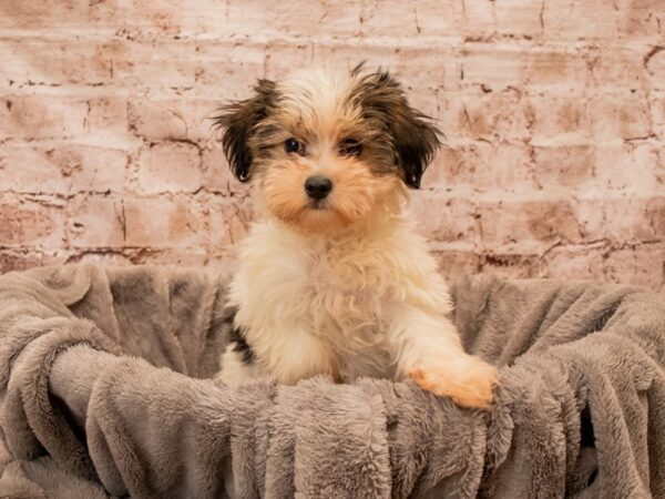 Morkie- Available 12/21-DOG-Female-Gold-1716-PetCenter Old Bridge, New Jersey