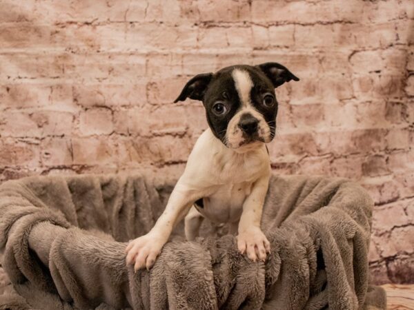 Boston Terrier- Available 12/21-DOG-Female-Black and White-1714-PetCenter Old Bridge, New Jersey