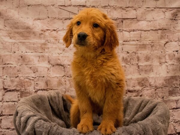 Golden Retriever- Available 12/21-DOG-Male-Golden-1712-PetCenter Old Bridge, New Jersey