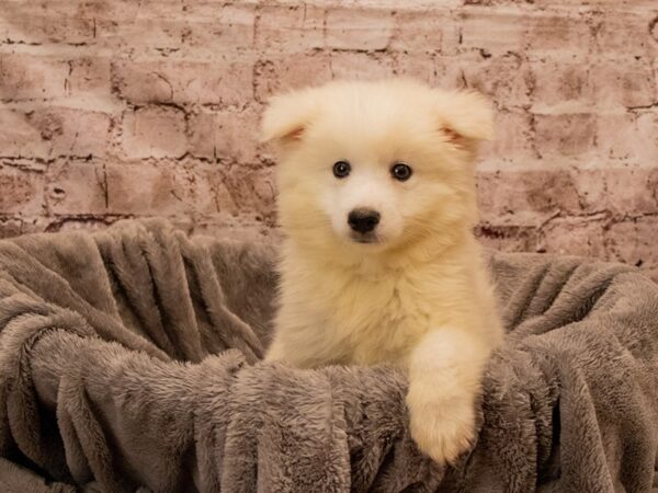American Eskimo- Available 12/21-DOG-Male-White-1711-PetCenter Old Bridge, New Jersey