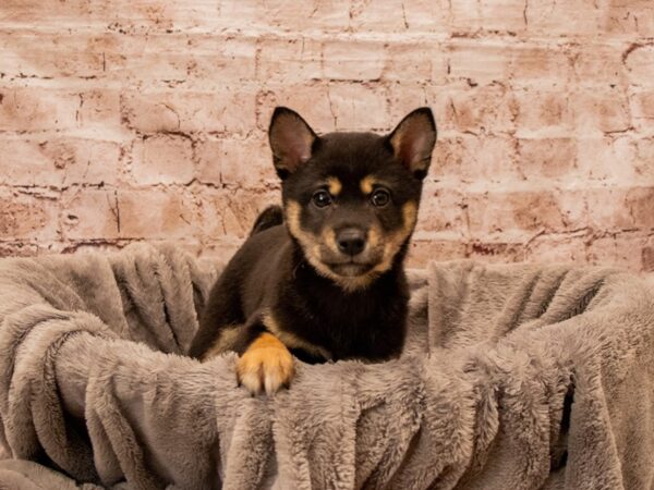 Shiba Inu- Available 12/21-DOG-Female-Black and Tan-1710-PetCenter Old Bridge, New Jersey