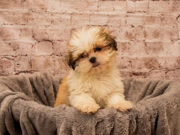 Shih Tzu- Available 12/21-DOG-Male-Red and White-1715-PetCenter Old Bridge, New Jersey