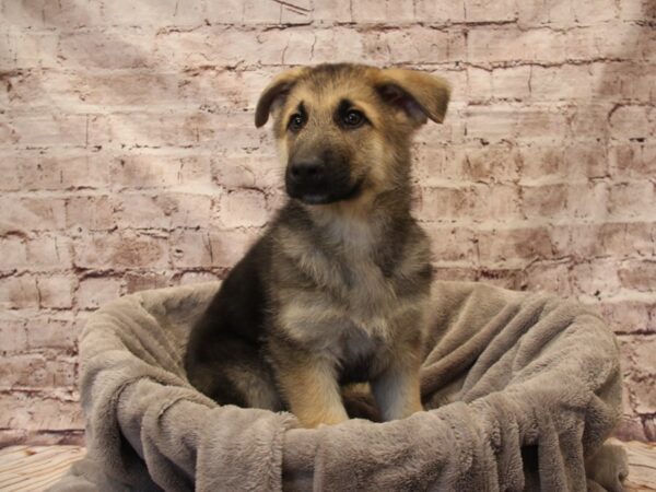 German Shepherd- Available 12/21-DOG-Male-Black / Silver-1719-PetCenter Old Bridge, New Jersey