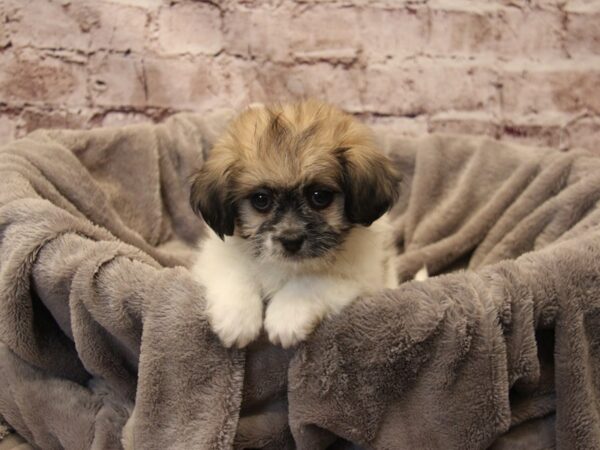 Teddy Bear- Available 12/21-DOG-Female-White-1718-PetCenter Old Bridge, New Jersey