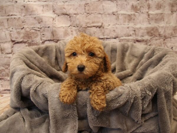 Mini Poodle- Available 12/21-DOG-Male-Apricot-1721-PetCenter Old Bridge, New Jersey