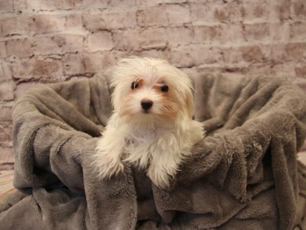 Maltese- Available 12/21-DOG-Male-White-1720-PetCenter Old Bridge, New Jersey