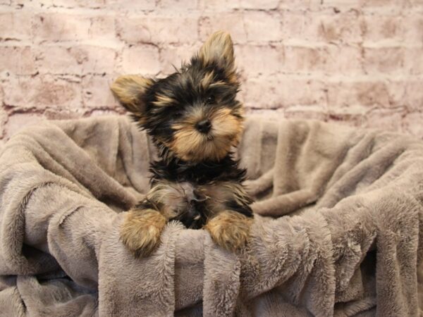 Yorkshire Terrier- Available 12/21-DOG-Male-Black and Tan-1709-PetCenter Old Bridge, New Jersey
