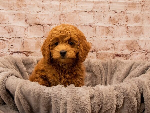 Mini Goldendoodle- Available 12/21-DOG-Male-Red-1700-PetCenter Old Bridge, New Jersey