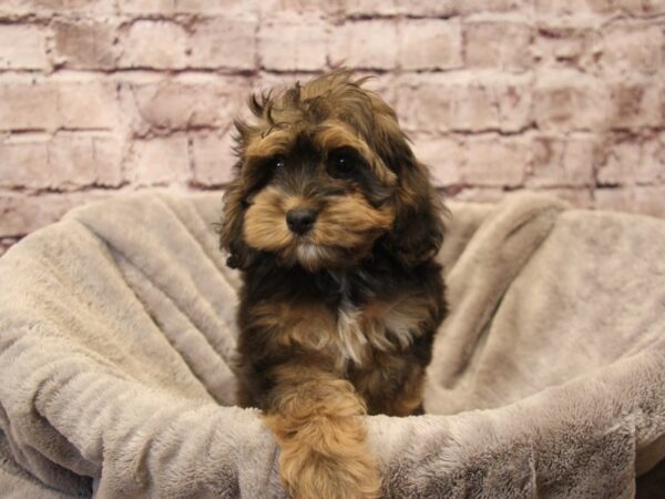 Cockapoo- Available 12/28-DOG-Male-Brindle-1726-PetCenter Old Bridge, New Jersey