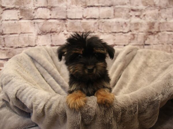 Yorkshire Terrier- Available 12/28-DOG-Female-Black / Tan-1727-PetCenter Old Bridge, New Jersey