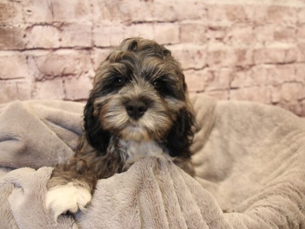 Cockapoo- Available 12/28-DOG-Male-White Merle-1725-PetCenter Old Bridge, New Jersey
