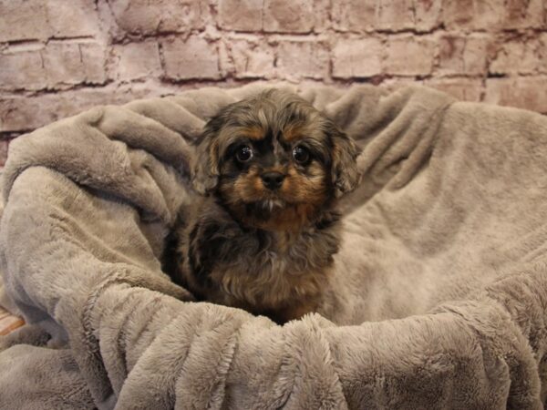 Cavapoo- Available 12/28-DOG-Female-Blue Merle-1724-PetCenter Old Bridge, New Jersey