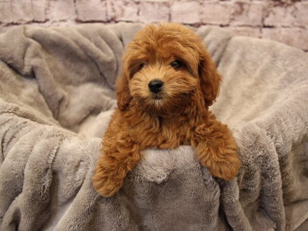 Mini Goldendoodle- Available 12/28-DOG-Female-Red-1723-PetCenter Old Bridge, New Jersey