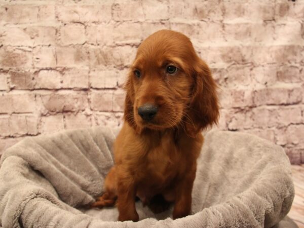Irish Setter- Available 12/28-DOG-Male-Red-1729-PetCenter Old Bridge, New Jersey