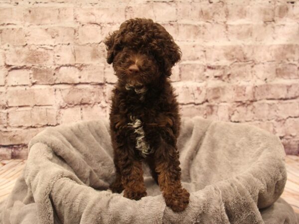 Mini Poodle- Available 12/28-DOG-Female-Chocolate-1731-PetCenter Old Bridge, New Jersey