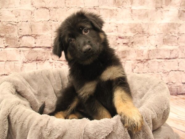 German Shepherd- Available 12/28-DOG-Female-Black / Red-1730-PetCenter Old Bridge, New Jersey