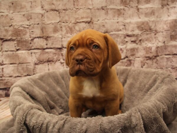 Dogue De Bordeaux- Available 12/28-DOG-Male-Red-1728-PetCenter Old Bridge, New Jersey