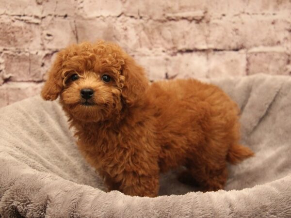 Mini Goldendoodle- Available 1/4-DOG-Female-Red-1735-PetCenter Old Bridge, New Jersey