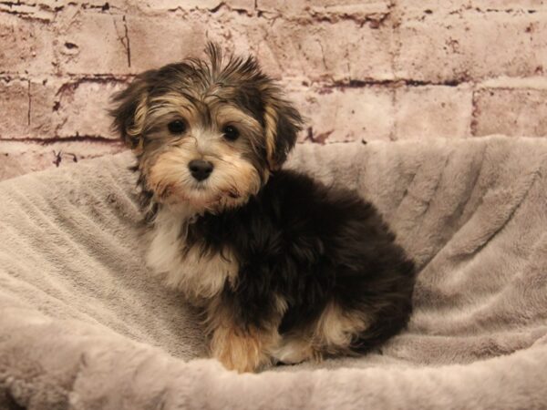Yochon- Available 1/4-DOG-Male-Black / Tan-1738-PetCenter Old Bridge, New Jersey