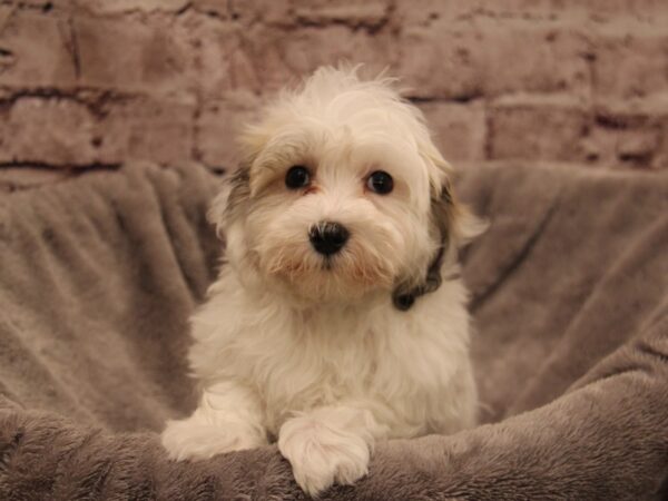 Coton De Tulear- Available 1/4-DOG-Female-Brown / White-1734-PetCenter Old Bridge, New Jersey