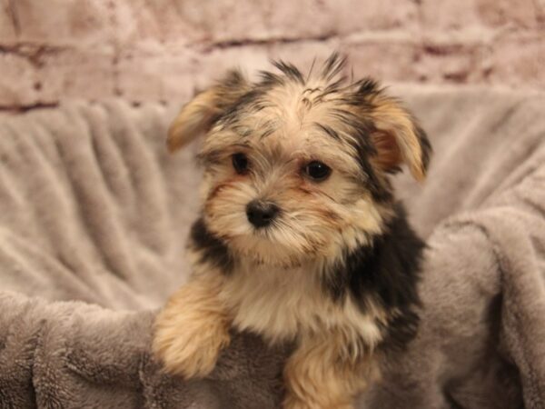 Morkie- Available 1/4-DOG-Male-Black / Tan-1737-PetCenter Old Bridge, New Jersey