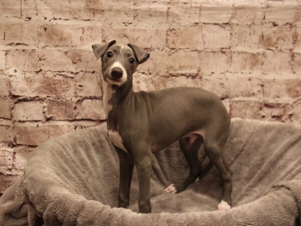 Italian Greyhound- Available 1/4-DOG-Male-Blue-1740-PetCenter Old Bridge, New Jersey
