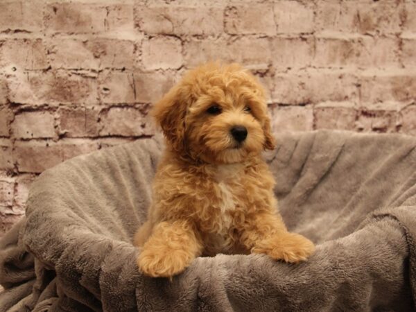 Maltipoo- Available 1/4-DOG-Male-Tan-1739-PetCenter Old Bridge, New Jersey