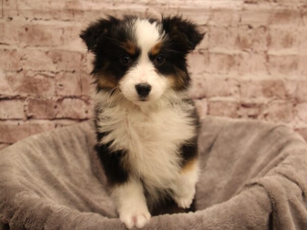 Miniature American Shepherd- Available 1/4-DOG-Female-Black-1736-PetCenter Old Bridge, New Jersey