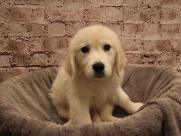 Golden Retriever- Available 1/4-DOG-Female-Cream-1733-PetCenter Old Bridge, New Jersey