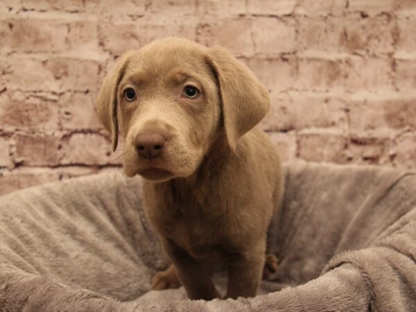 Labrador Retriever- Available 1/4-DOG-Female-Silver-1732-PetCenter Old Bridge, New Jersey