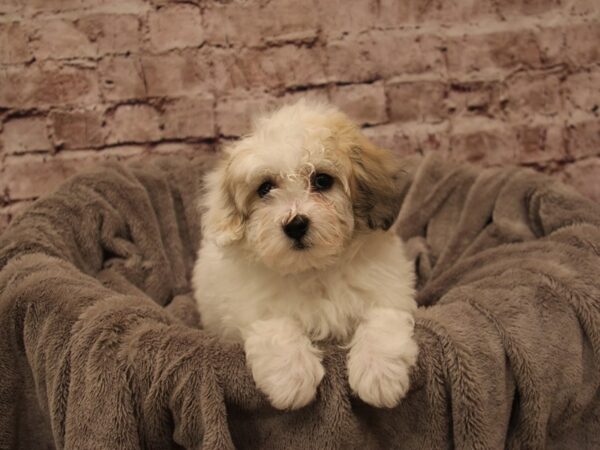 Coton De Tulear- Available 1/4-DOG-Male-Brown / White-1742-PetCenter Old Bridge, New Jersey