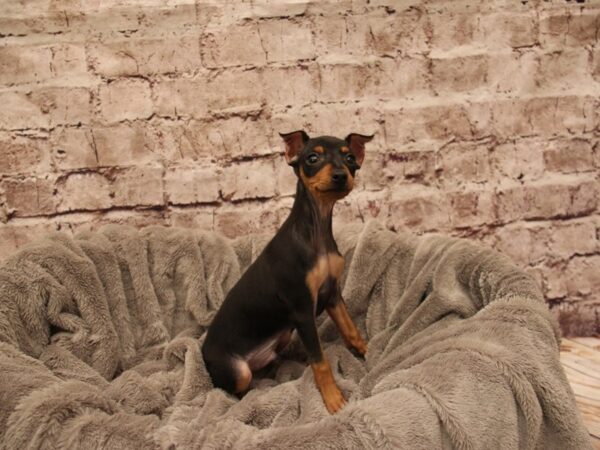Miniature Pinscher- Available 1/4-DOG-Male-Black / Rust-1743-PetCenter Old Bridge, New Jersey