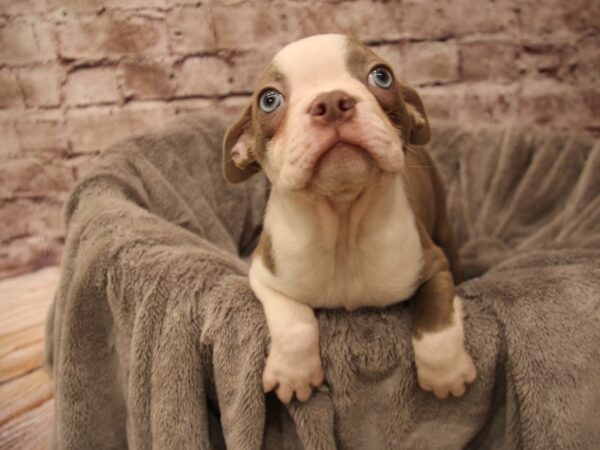 Boston Terrier- Available 1/4-DOG-Male-Lilac-1747-PetCenter Old Bridge, New Jersey