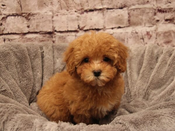 Mini Poodle- Available 1/4-DOG-Female-Red-1745-PetCenter Old Bridge, New Jersey