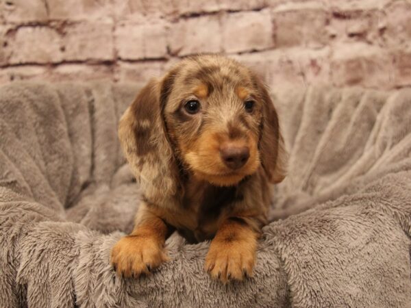 Dachshund- Available 1/4-DOG-Female-Chocolate-1749-PetCenter Old Bridge, New Jersey