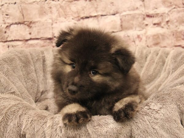 Keeshond- Available 1/4-DOG-Male-Black / Silver-1744-PetCenter Old Bridge, New Jersey
