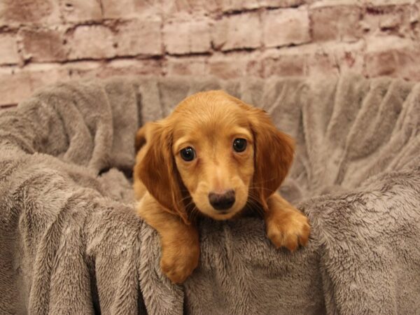 Dachshund- Available 1/4-DOG-Male-Red-1746-PetCenter Old Bridge, New Jersey