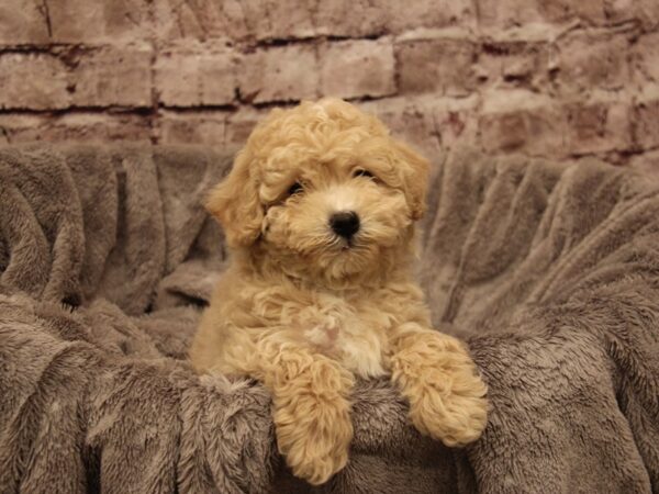 Bichon Poo- Available 1/4-DOG-Female-Cream-1750-PetCenter Old Bridge, New Jersey