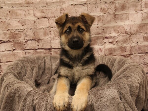 German Shepherd- Available 1/4-DOG-Female-Black / Silver-1741-PetCenter Old Bridge, New Jersey