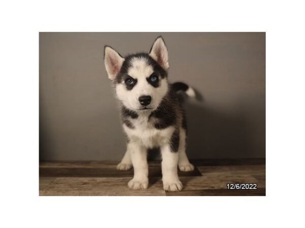 Siberian Husky- Available 1/11-DOG-Male-Black / White-1754-PetCenter Old Bridge, New Jersey