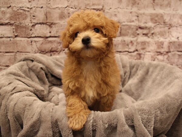 Poodle- Available 1/11-DOG-Female-Apricot-1752-PetCenter Old Bridge, New Jersey